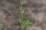 Butler's sandparsley